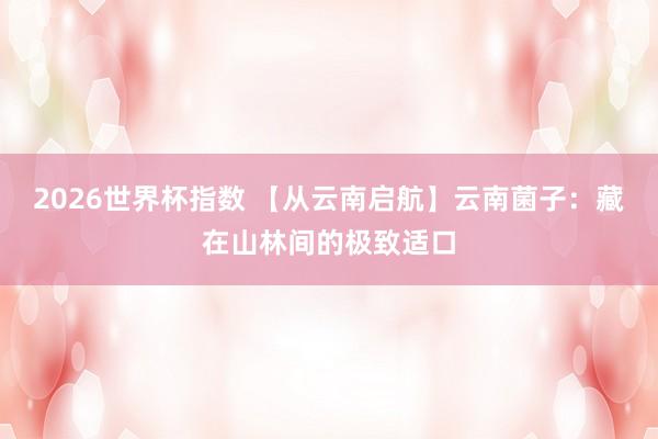 2026世界杯指数 【从云南启航】云南菌子：藏在山林间的极致适口