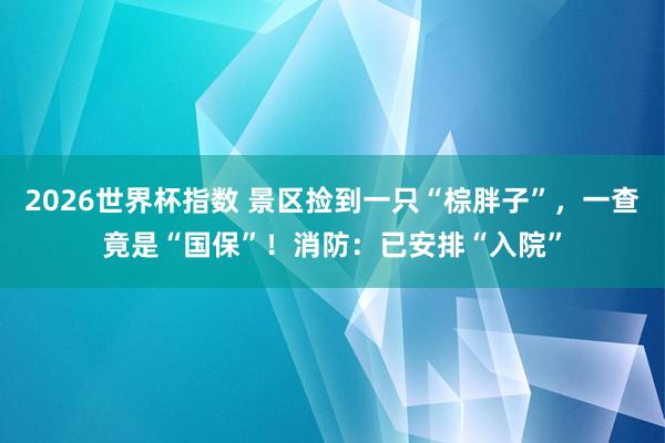 2026世界杯指数 景区捡到一只“棕胖子”，一查竟是“国保”！消防：已安排“入院”